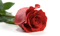 اسانس رز صنعتی (پایه روغنی)